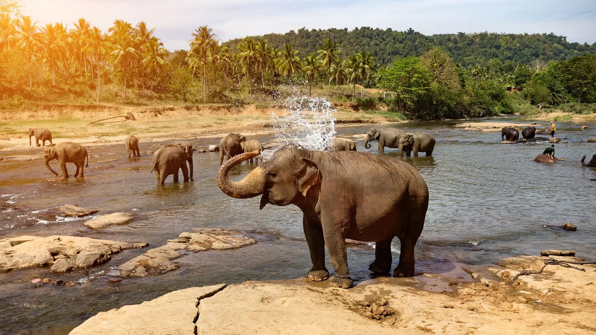 Visit Pinnawala Elephant Orphanage